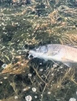 Eğirdir Gölü’nde Yüzlerce Sazan Balığı Ölü Bulundu