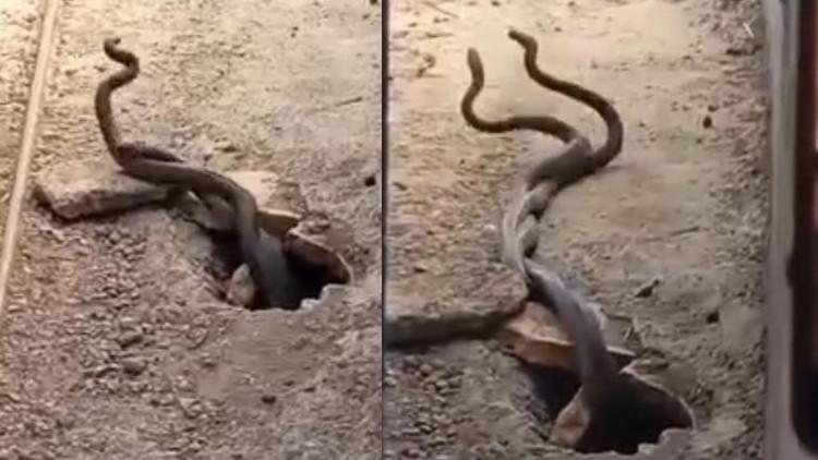 Elazığ'da Evde Dev Yılanlar Ortaya Çıktı! O Anlar Kamerada Kaydedildi…