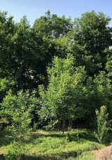 Elazığ’da Ağaçta Asılı Erkek Cesedi Bulundu!