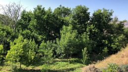 Elazığ’da Ağaçta Asılı Erkek Cesedi Bulundu!