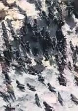 Elazığ’da Çekirge İstilası: Yüzlercesi Yolu Kapattı