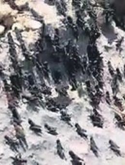 Elazığ’da Çekirge İstilası: Yüzlercesi Yolu Kapattı