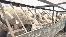 ESK, Pazara Gitmeyen Sağlıklı Kurbanlıkları da Alacak