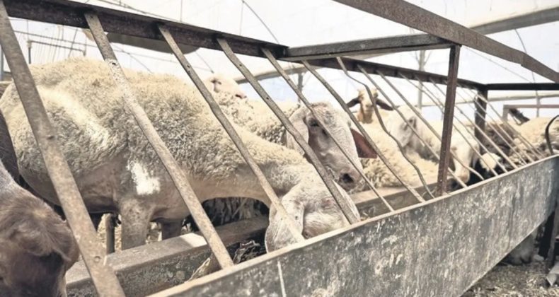 ESK, Pazara Gitmeyen Sağlıklı Kurbanlıkları da Alacak
