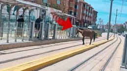 Eskişehir’de İlginç Olay: Tramvay Durağındaki At Şaşkınlık Yarattı!
