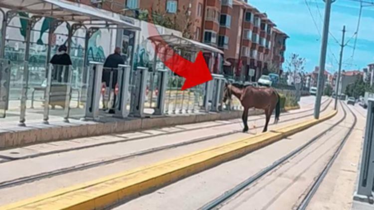 Eskişehir’de İlginç Olay: Tramvay Durağındaki At Şaşkınlık Yarattı!
