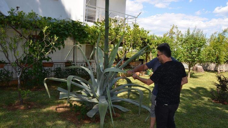 Ev aldı, bahçesinde Agave ağacı bulundu! Zarar vermenin cezası 400 bin lira