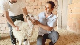 Firar edince satılmaktan kurtuldu… Kıyamam ben sana koçum