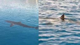 Gökova Körfezinde Beyaz Kum Köpekbalığı sürprizi