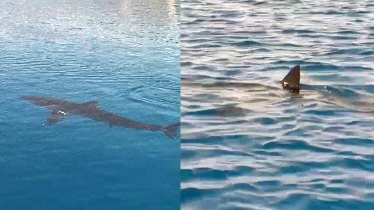 Gökova Körfezinde Beyaz Kum Köpekbalığı sürprizi