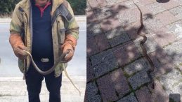 Havalar Isındı, Yılanlar İstanbul’u Bastı! Riskli 7 İlçe Belirlendi