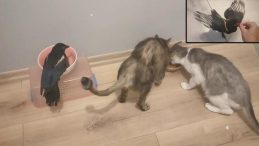 Hayatını kurtardığı saksağan evladı gibi oldu! Beraber tatile gidiyorlar