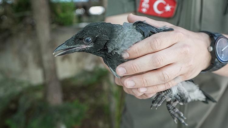 Hayran Bırakan Zeka! Bölgede Sıkça Uçup Ses Çıkarıyorlardı, Nedeni Şaşkına Çevirdi