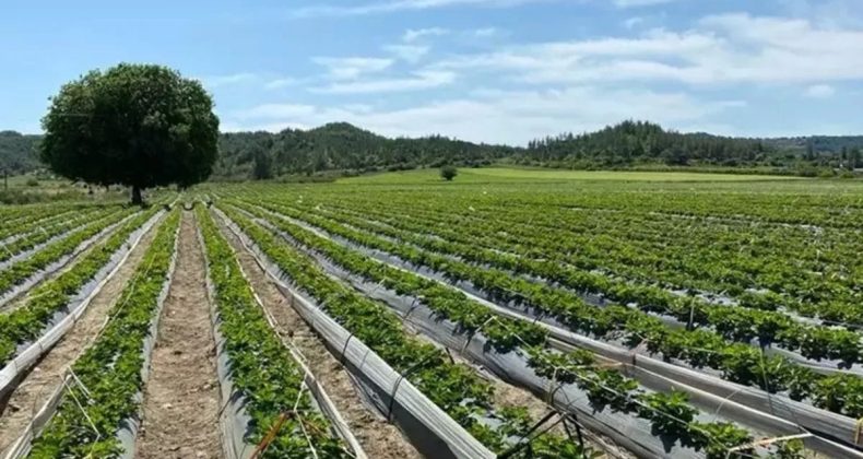 Hibelerle 70 milyon euro yatırım