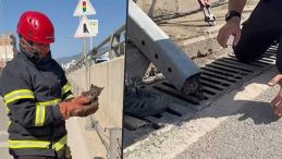 İmdadına itfaiye ekipleri yetişti! Osmaniye’de refüj demiri içinde sıkışan yavru kedi kurtarıldı