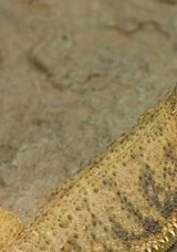 İnternetten ‘Sakallı Ejder’ Satışı: 60 Bin 187 Lira Ceza Kesildi!