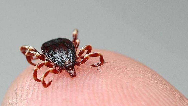 İstanbul’da Kene Tehdidi! Bu Yıl 7.002 Kene Isırması Vakası Kaydedildi