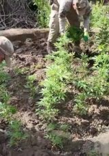 Jandarmadan dev uyuşturucu operasyonu: 12 Milyon 389 Bin adet Kök Kenevir ve Skunk ele geçirdi