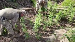 Jandarmadan dev uyuşturucu operasyonu: 12 Milyon 389 Bin adet Kök Kenevir ve Skunk ele geçirdi