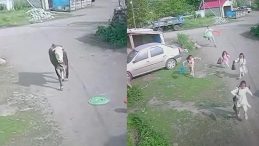 Kaçan Boğadan Çocuklar Kıl Payı Kurtuldu, O Anlar Kamerada