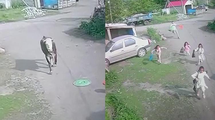 Kaçan Boğadan Çocuklar Kıl Payı Kurtuldu, O Anlar Kamerada