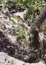 Kamerayla görüntülüyordu: Yılanın saldırısına uğradı!
