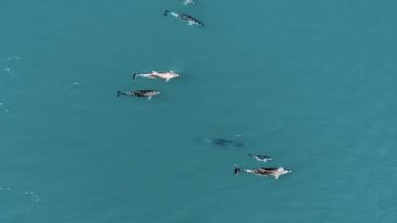 Karadeniz’de su yüzeyine çıktılar, dronla böyle görüntülendiler