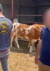 Kars&rsquo;ta Hayvan Hırsızlarına Eş Zamanlı Operasyon! 2 Tutuklama