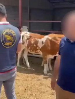 Kars’ta Hayvan Hırsızlarına Eş Zamanlı Operasyon! 2 Tutuklama