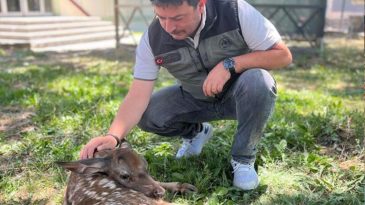 Kayalıklardan D&uuml;şen Yaralı Geyik Yavrusu Ormanda Bulundu