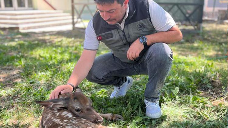 Kayalıklardan Düşen Yaralı Geyik Yavrusu Ormanda Bulundu