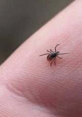 Kene Bir Can Daha Aldı!