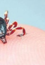 Kene İçin En Riskli Dönem Haziran Ayı