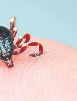 Kene İçin En Riskli Dönem Haziran Ayı