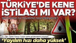 Kene İstilası mı Var? Yeni Bulunan Tür Hayatımızı Nasıl Etkileyecek? ‘Diğer Türlere Göre Yayılım Hızı Daha Yüksek’