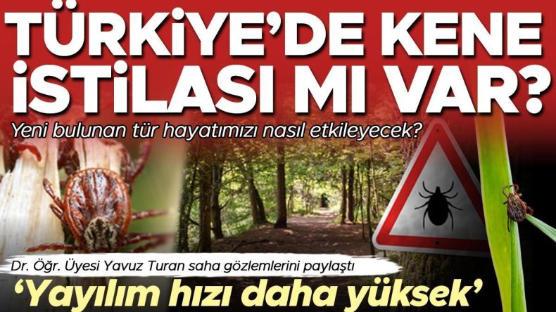 Kene İstilası mı Var? Yeni Bulunan Tür Hayatımızı Nasıl Etkileyecek? ‘Diğer Türlere Göre Yayılım Hızı Daha Yüksek’