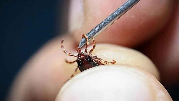 Keneden Ölenlerin Sayısı 10'a Yükseldi