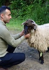 Kesmek yerine tedavi ettirdi: Bacağı kırılan kuzunun mucizevi kurtuluşu!