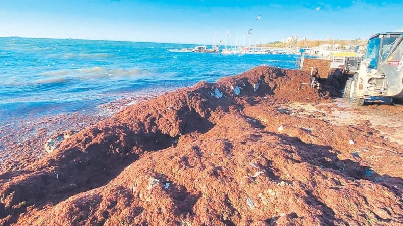 Kıyıya Vuran Yosunlar Okulları Tatil Etti