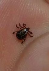 KKKA Aşısında Sona Yaklaşılıyor: İnsan Üzerinde Çalışmalar Başlayacak