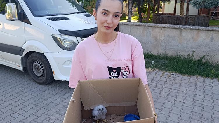 Koruma Altında Olan Nadir Bir Tür: Sivas'ta Bir Çocuk Tarafından Keşfedildi