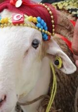 Kurban Duası Arapça Okunuşu ve Türkçe Anlamı: Kurban Keserken Hangi Dua ve Sureler Okunur, Nasıl Tekbir Getirilir?