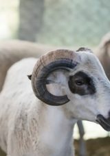 Kurban Eti Dağıtımı Nasıl Olmalı?