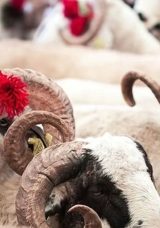 Kurban Eti Kime Verilir, Kime Verilmez? Akrabalara ve Ebeveynlere Kurban Payı Verilir mi?