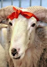 Kurban Kesmek Yerine Bedel Verilmez