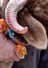 Kurban Vekaleti: Nasıl Verilir ve Alınır? Diyanet İşleri Başkanlığı Aydınlatıyor