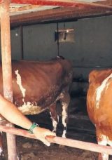 Kurbanlık Alırken Dikkat Edilmesi Gerekenler