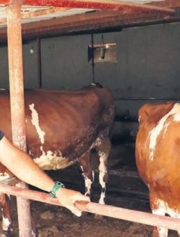 Kurbanlık Alırken Dikkat Edilmesi Gerekenler