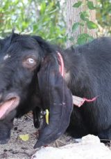 Kurbanlık Keçi Firar Etti: 10 Gün Sonra Böyle Yakalandı!