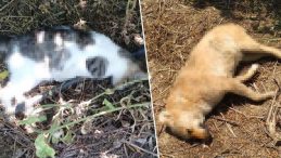 Manisa’da vahşet! 6 sokak köpeği ve 2 kedi ölü bulundu